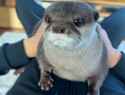 otter 2050