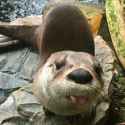 otter 675