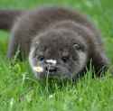 otter 22