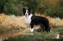 border-collie-3593670816