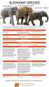 EAI-Elephant-Species-Infographic-full