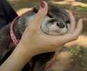 otter 1406