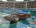 otter 2052