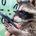 Bandit Steals Phone
