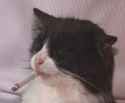 Gato0