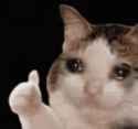 ok-cat