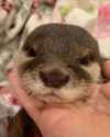otter 2058