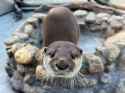 otter 2059