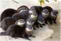 otter 140