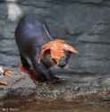 otter 3