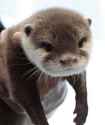 otter 224