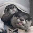 otter 1516