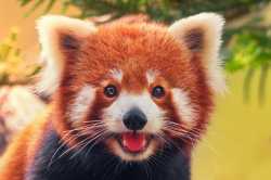 red_panda_ferocious