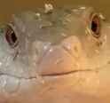 herp