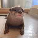 otter 132