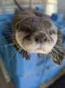 otter 1366