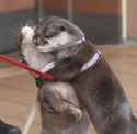 otter 139