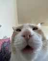 drooling retard cat