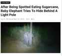 elephant hiding