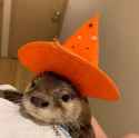 otter 41