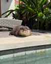 otter 2067