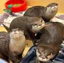 otter 1858