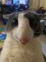 POV - You&#039;re cat is asking you to bomb iran