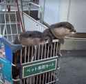 otter 2080
