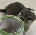 otter 1815