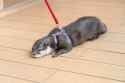 otter 94