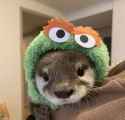 otter 2