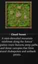 cloud forest.png