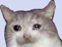 Crying-Cat-Meme-PNG-Pic.png