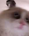 anikitty