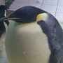 PenguinBall