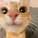 happeCat