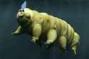 waterbear