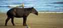 bairds-beach-boti-1500x670