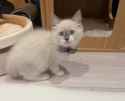 biboo-got-her-cat-v0-f-GiyB2OzKDZYSlK3DDiikV0EtOMUMIKXbv0bWDUQwA