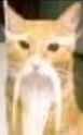 smire