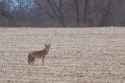 FGBLOG_coyote_in_field_17c2ad20a1