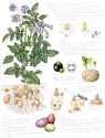 Potato-Solanum-tuberosum-sketchbook-sheet-completed-plant