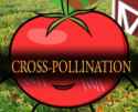 Cross-Pollination