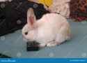 white-decorative-rabbit-tv-remote-control-bed-white-decorative-rabbit-tv-remote-control-bed-139599355