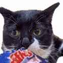 cat-munch3