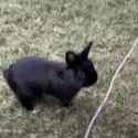 thump-bunny