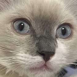 John Cat Global