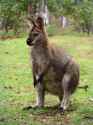 Wallaby