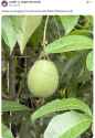 Passion Fruit