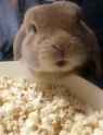 LittlemanPobcorn1